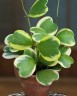 Hoya kerrii variegata (Ø 6 см)