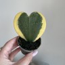 Hoya kerrii variegata (Ø 6 см)