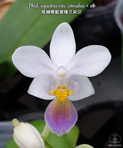 Phal. equestris var. coerulea × sib 2.5''
