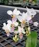 Phal. equestris var. coerulea × sib 2.5''
