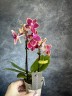 Мини орхидея Kyra - Мультифлора (линейка Optifriend; садовник Opti-flor) (2 цветоноса; Ø 7 см)