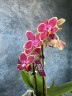 Мини орхидея Kyra - Мультифлора (линейка Optifriend; садовник Opti-flor) (2 цветоноса; Ø 7 см)