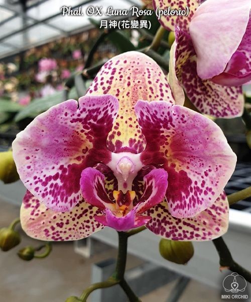 Phal. OX Luna Rosa (peloric) 2.5''