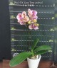 Phal. OX Luna Rosa (peloric) 2.5''
