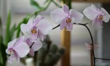 Phal. schilleriana 'MSH' 2.5''