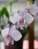Phal. schilleriana 'MSH' 2.5''