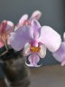 Phal. schilleriana 'MSH' 2.5''
