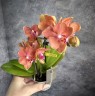 Мини орхидея Maud - Мультифлора (линейка Optifriend; садовник Opti-flor) (2 цветоноса; Ø 7 см) 1