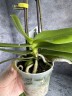 Мини орхидея Maud - Мультифлора (линейка Optifriend; садовник Opti-flor) (2 цветоноса; Ø 7 см) 1