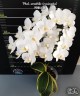 Phal. amabilis (variegata) 2.5"