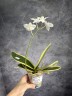 Phal. amabilis (variegata) 2.5"