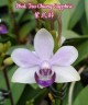 Phal. Tzu Chiang Sapphire 2.5'' УЦЕНКА (нет нижних листиков)