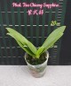 Phal. Tzu Chiang Sapphire 2.5'' УЦЕНКА (нет нижних листиков)