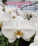 Phal. Sogo Yukidian 'V3' 2.8"