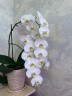 Phal. Sogo Yukidian 'V3' 2.8"