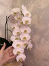 Phal. Sogo Yukidian 'V3' 2.8"