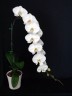 Phal. Sogo Yukidian 'V3' 2.8"