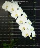 Phal. Sogo Yukidian 'V3' 2.8"
