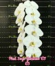 Phal. Sogo Yukidian 'V3' 2.8"