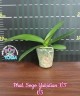 Phal. Sogo Yukidian 'V3' 2.8"