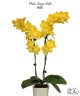 Phal. Sogo Meili 2.5''