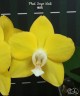 Phal. Sogo Meili 2.5''