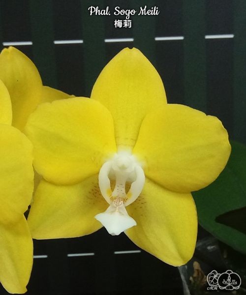 Phal. Sogo Meili 2.5''