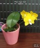 Phal. Sogo Meili 2.5''