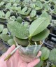 Phal. Sogo Meili 2.5''
