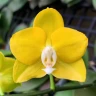 Phal. Sogo Meili 2.5''