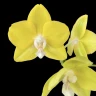Phal. Sogo Meili 2.5''