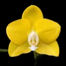 Phal. Sogo Meili 2.5''