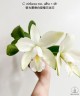 C. violacea var. alba × sib 2.5" УЦЕНКА (мало бульб)
