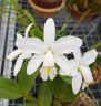 C. violacea var. alba × sib 2.5" УЦЕНКА (мало бульб)