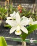 C. violacea var. alba × sib 2.5" УЦЕНКА (мало бульб)