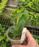 C. violacea var. alba × sib 2.5" УЦЕНКА (мало бульб)