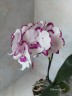 Phal. King Car Dalmatian 2.5''