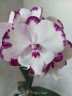 Phal. King Car Dalmatian 2.5''