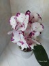 Phal. King Car Dalmatian 2.5''