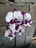 Phal. King Car Dalmatian 2.5''