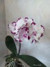 Phal. King Car Dalmatian 2.5''