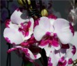 Phal. King Car Dalmatian 2.5''