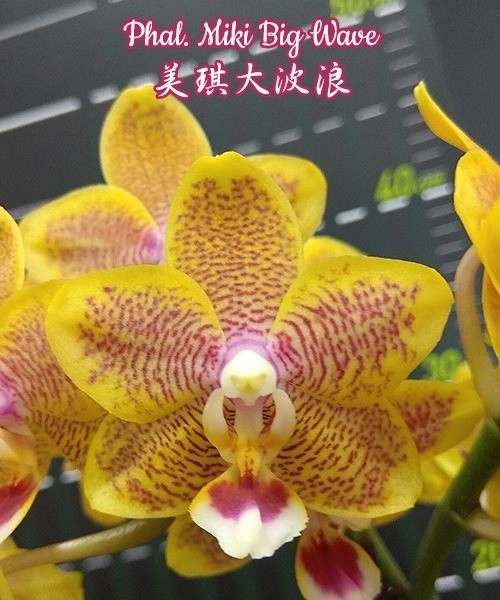 Phal. Miki Big Wave 2.5''