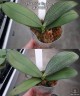 Phal. Miki Big Wave 2.5''