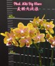 Phal. Miki Big Wave 2.5''
