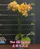 Phal. Miki Big Wave 2.5''
