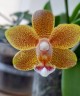 Phal. Miki Big Wave 2.5''