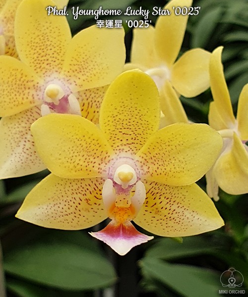 Phal. Younghome Lucky Star '0025' 2.5''