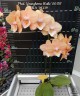 Phal. Younghome Walle '06139' 2.5"