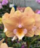 Phal. Younghome Walle '06139' 2.5"